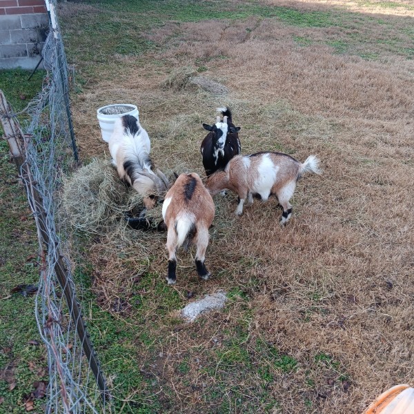 Ranch life