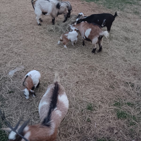 Ranch life