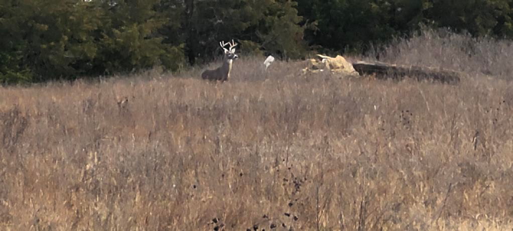 Wildlife at the ranch